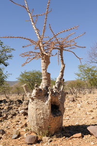 Sesamothamnus guerichii (5 Seeds) Caudex Namibia