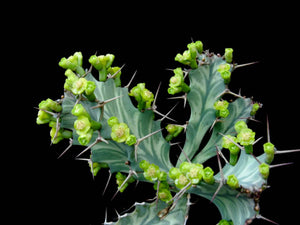 Euphorbia buruana (6 Seeds)