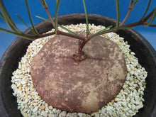 Indlæs billede til gallerivisning Brachystelma plocamoides (5 Seeds Caudex