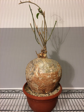 Pyrenacantha malvifolia (7 Seeds) Caudex