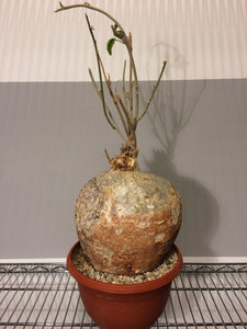 Pyrenacantha malvifolia (7 Seeds) Caudex