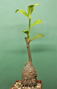 Euphorbia platycephala (5 Seeds) Caudex