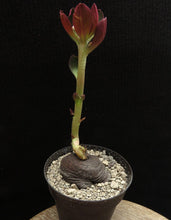 Indlæs billede til gallerivisning Monadenium globosum (9 Seeds) Caudex