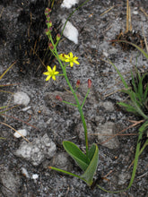 Load image into Gallery viewer, Eriospermum mackenii (5 Seeds)
