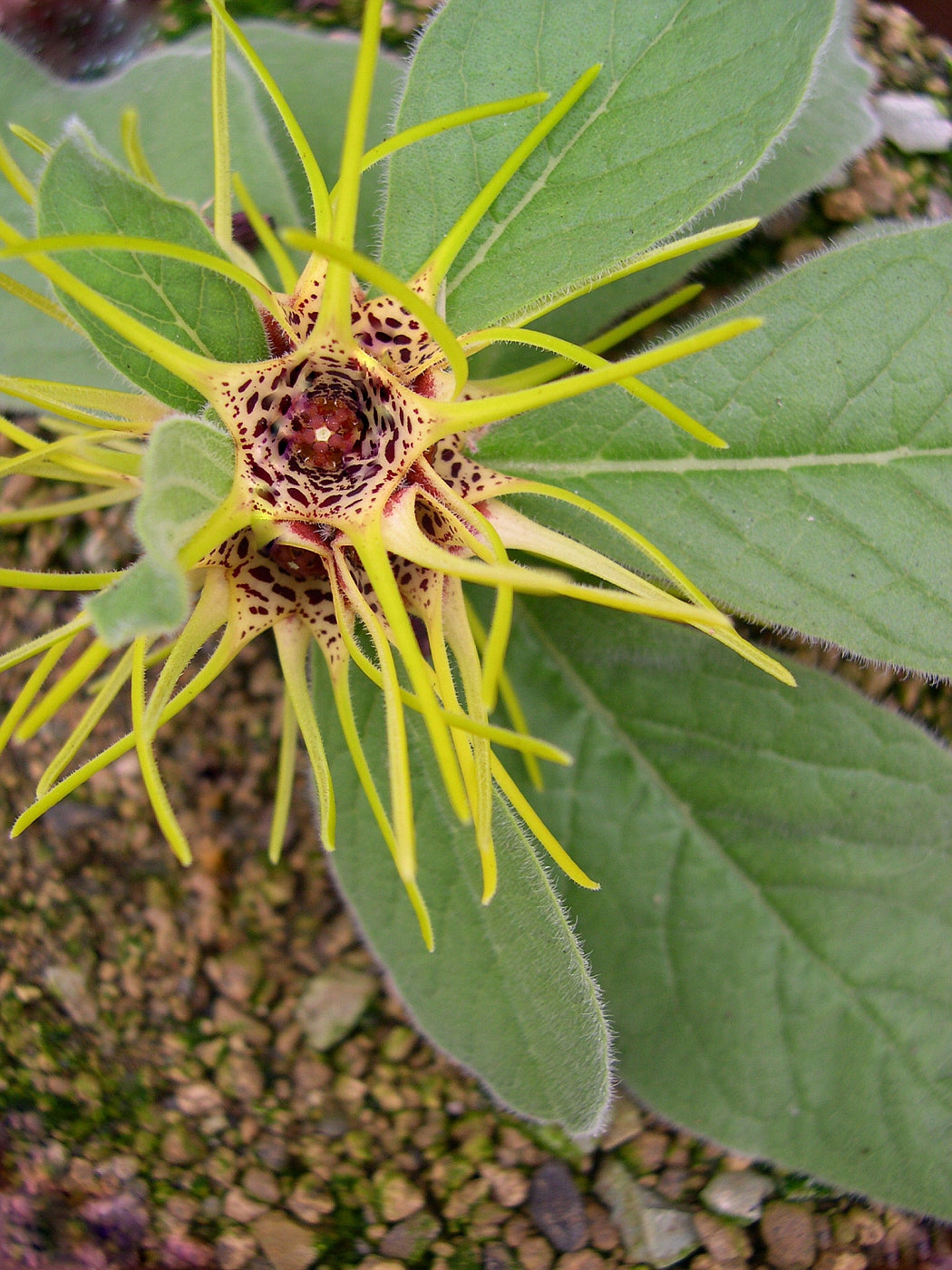 Brachystelma maritae (7 Seeds)  Tanzania