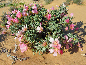 Sarcocaulon patersonii (6 Seeds) Namibia