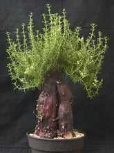 Load image into Gallery viewer, Mestoklema arboriforme (6 Seeds)