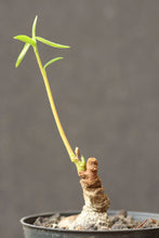 将图片加载到图库查看器，Euphorbia ruficeps (6 Seeds) Caudex