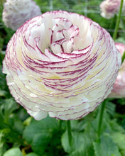 Load image into Gallery viewer, Ranunculus Striato 5 Bulb-Tuber