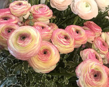 Load image into Gallery viewer, Ranunculus Bianco 5 Bulb-Tuber