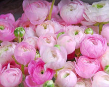 将图片加载到图库查看器，Ranunculus Pink One 5 Bulb-Tuber