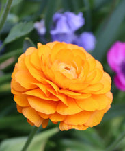 Load image into Gallery viewer, Ranunculus Cleo 5 Bulb-Tuber