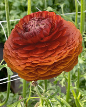 Load image into Gallery viewer, Ranunculus Chocholate 5 Bulb-Tuber
