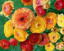Load image into Gallery viewer, Ranunculus Mix Summer 5 Bulb-Tuber