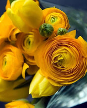 Load image into Gallery viewer, Ranunculus &#39;Yellow&#39; 5 Bulb-Tuber