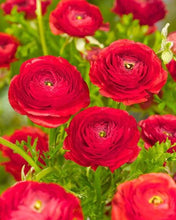 Load image into Gallery viewer, Ranunculus &#39;Red&#39; 5 Bulb-Tuber