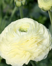Load image into Gallery viewer, Ranunculus Creme 5 Bulb-Tuber