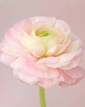 Load image into Gallery viewer, Ranunculus Palaco 5 Bulb-Tuber