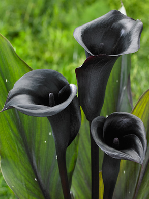 Zantedeschia Calla Lily ( Black House ) x1 Bulb-Tuber