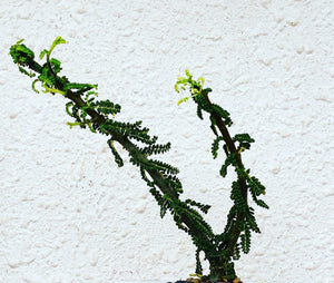 Commiphora planifrons LIVE PLANT #x8521