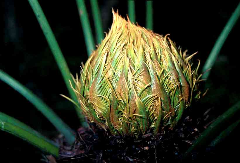 Cycas tropophylla 4 seeds