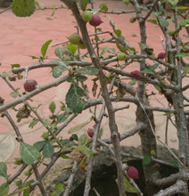 将图片加载到图库查看器，Commiphora wightii 5 Seeds Caudex Algeria