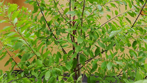 Santalum album Sandalwood tree 7 seeds  India
