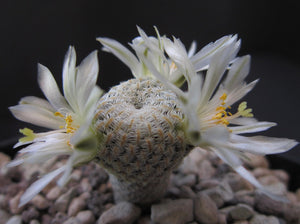 Mammillaria pectinifera 15 seeds Cacti