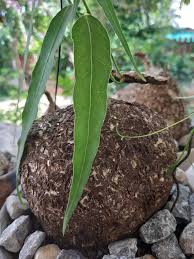 Adenia penangiana 5 seeds Caudex  Vietnam