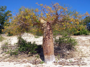 Adansonia rubrostipa (Fony) 10 seeds Caudex Madagascar