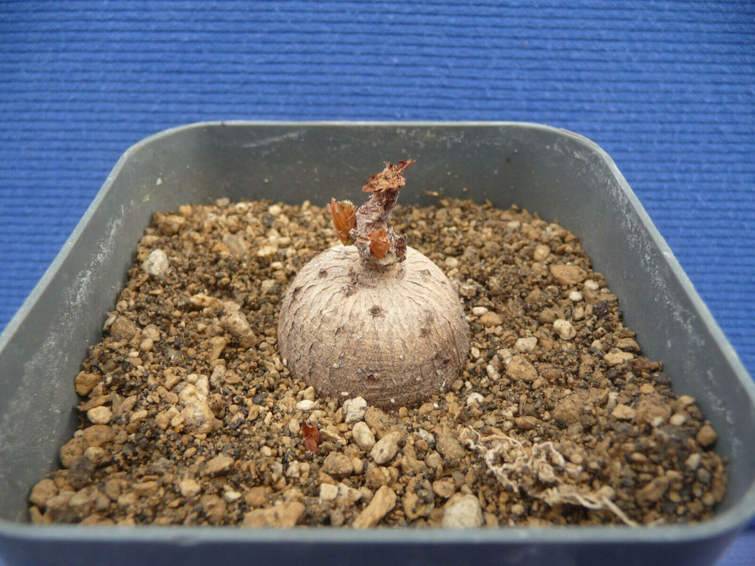 Polygonaceae sp. Tanzania, 10 seeds Caudex