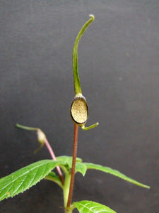 Dorstenia buchananii 7 seeds Tanzania