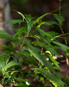 Dorstenia psilurus 10 seeds Nigeria