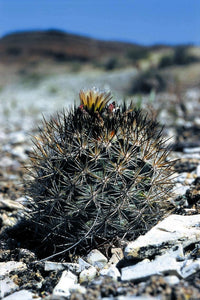 PEDIOCACTUS SILERI 20 seeds Cacti
