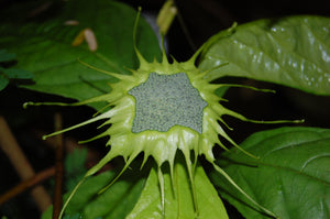 Dorstenia turnerifolia 6 seeds Brazil