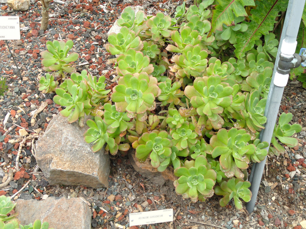 Aeonium gorgoneum (Salão) 15 seeds Tenerife