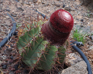 Melocactus matanzanus (8 seeds) Cacti