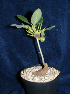 Dorstenia benguellensis 7 seeds Caudex Zimbabwe