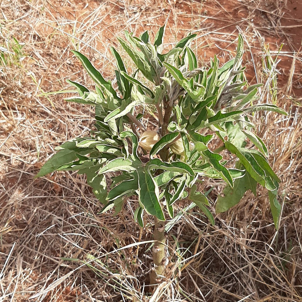 Adenia volkensii 4 seeds Caudex アデニア  Kenya
