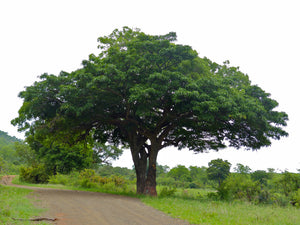 Kigelia africana (10 Seeds)