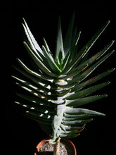 将图片加载到图库查看器，Aloe dichotoma (15 Seeds) Caudex South Africa