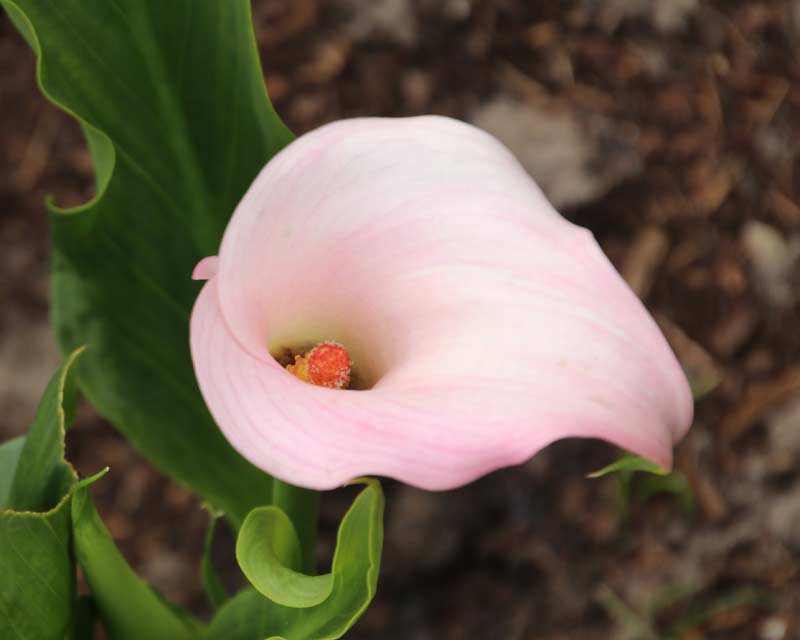 Zantedeschia Calla Lily ( Pink Star ) x1 Bulb-Tuber