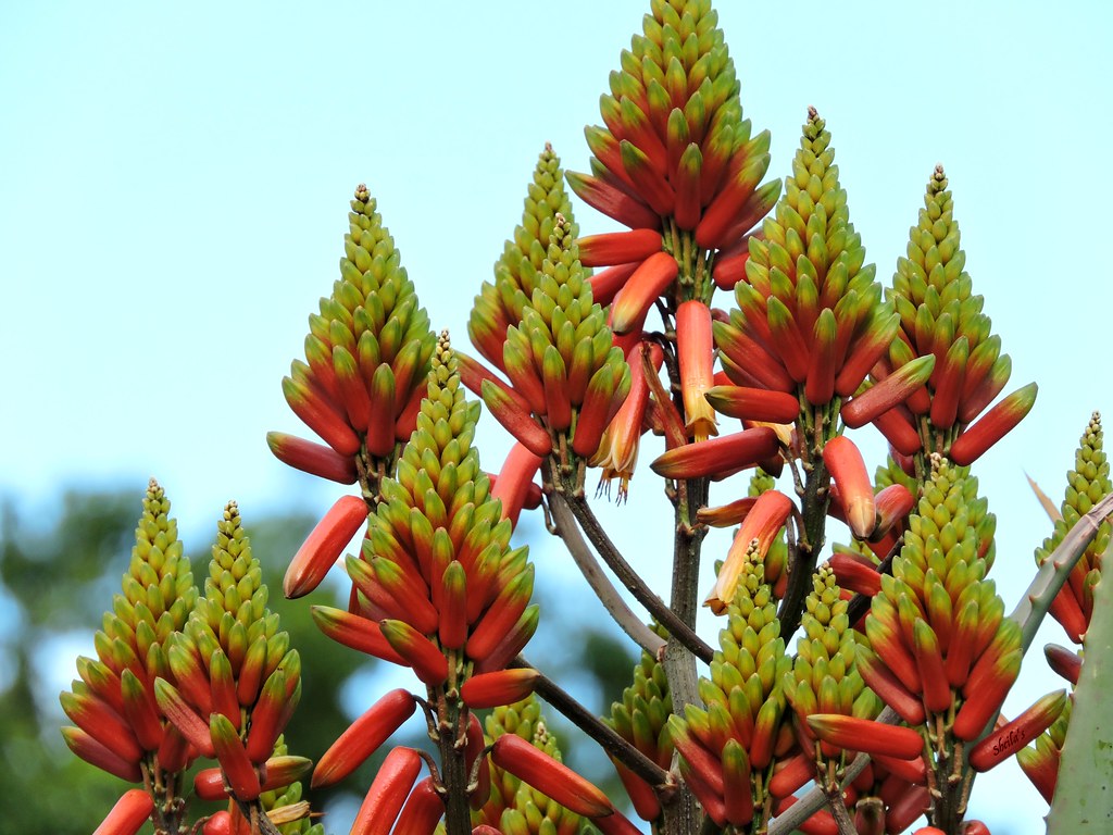 Aloe volkensii (10 Seeds) Tanzania