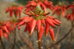 Aloe hereroensis (10 Seeds) Namibia
