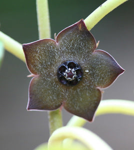 Matelea cyclophylla (6 seeds)