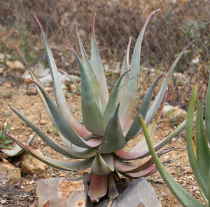 Aloe comosa (7 Seeds) South Africa