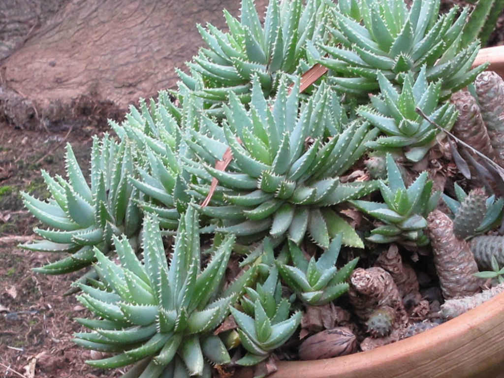 Aloe brevifolia (10 seeds) South Africa