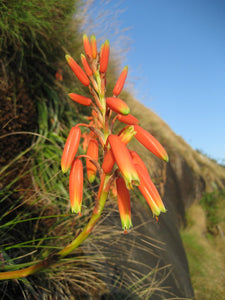 Aloe inyangensis (10 Seeds) Zimbabwe