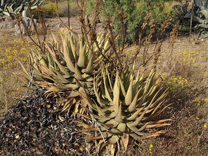 Aloe khamiesensis (10 Seeds) South Africa