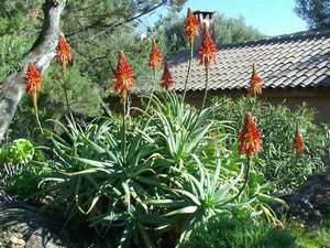 Aloe succotrina (7 Seeds) South Africa